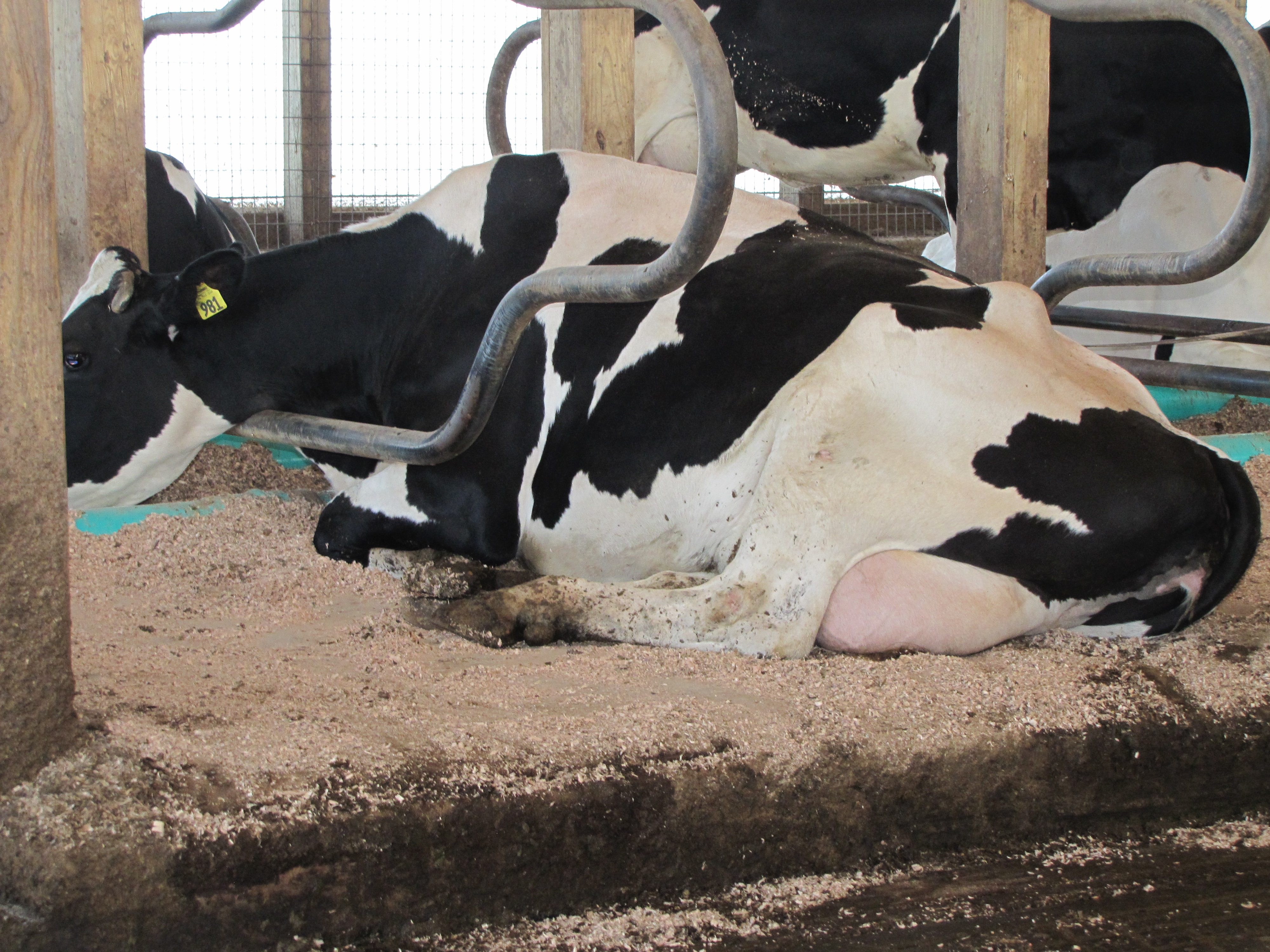 Animal Bedding &mdash; dairy cattle resting comfortably on Hoover Wood Shavings