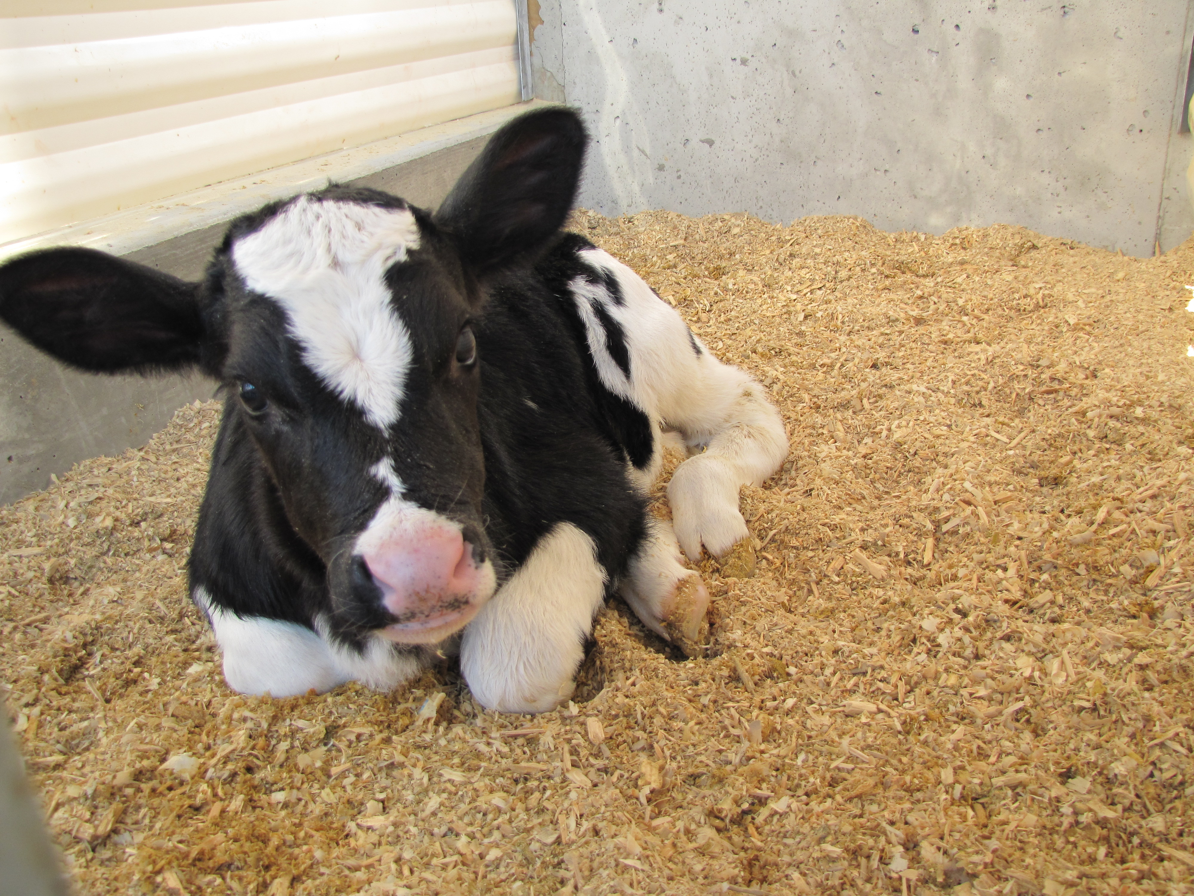 Soft Wood Shavings &mdash; calf resting on fine wood shavings
